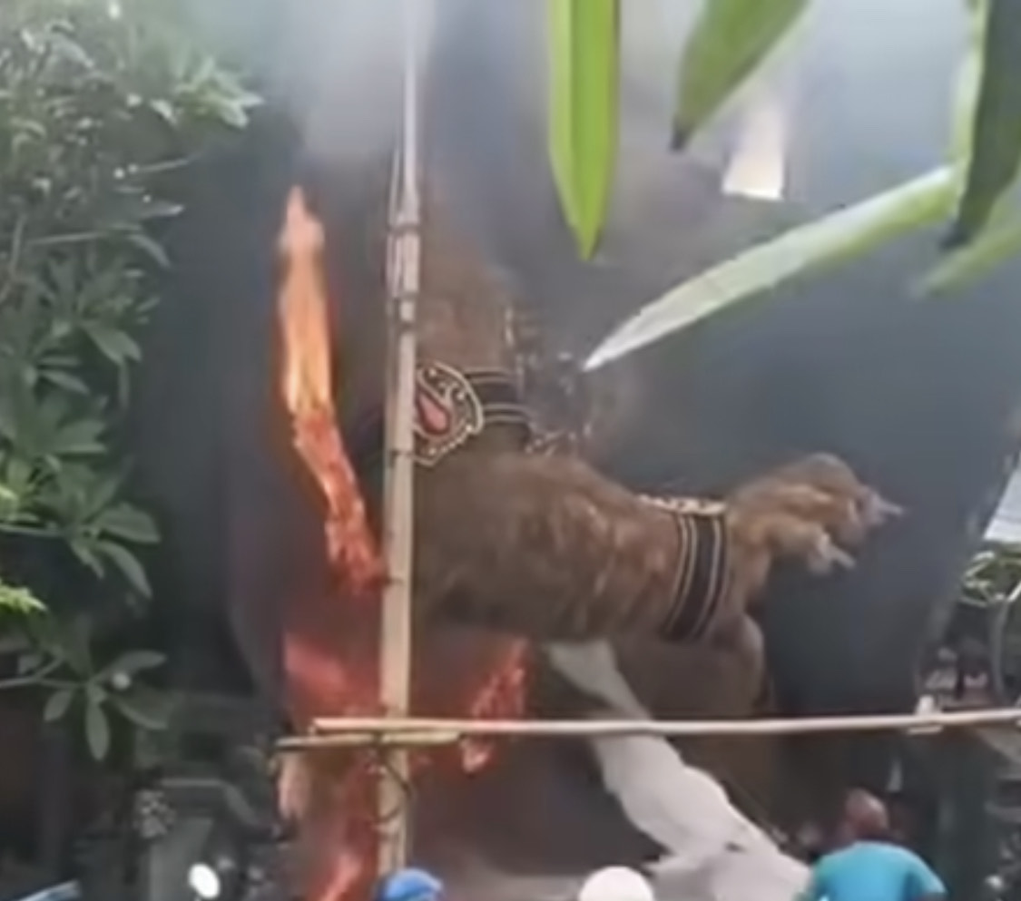 TERBAKAR: Ogoh-ogoh karya Sekaa Teruna Suralaga, Banjar Wanagaya Kelod, Desa Dauh Puri Kaja, Denpasar Utara yang terbakar pada Minggu (23/3).