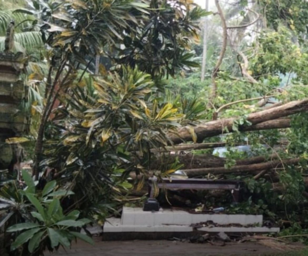 TUMBANG: Pohon tumbang saat berlangsungnya upacara kremasi di Setra Desa Adat Sengkidu, Kecamatan Manggis, Karangasem, pada Sabtu (22/3/2025).