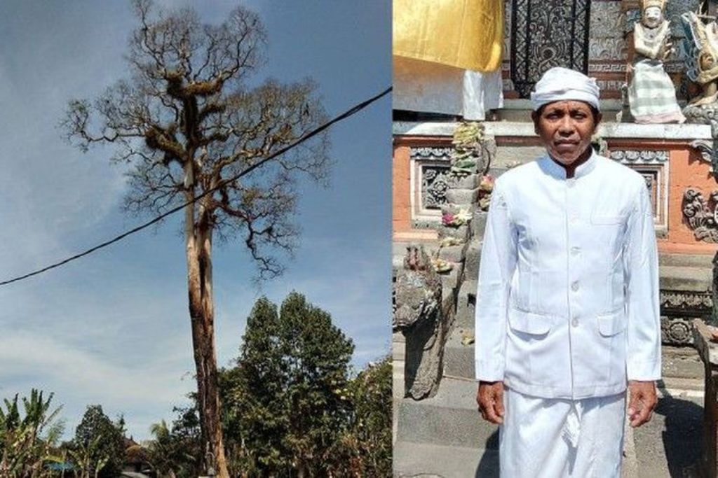 Sebuah pohon pule yang berdiri tegak di jaba sisi tempat suci Hindu Bali, Pura Luhur Beten Bingin, Banjar Jumpayah, Desa Mengwitani, Kabupaten Badung