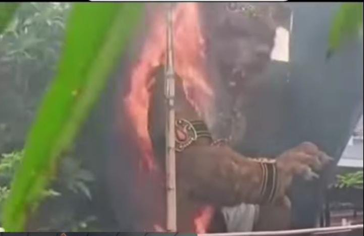 Ogoh-ogoh ST Puralaga, Banjar Wangaya Kelod terbakar