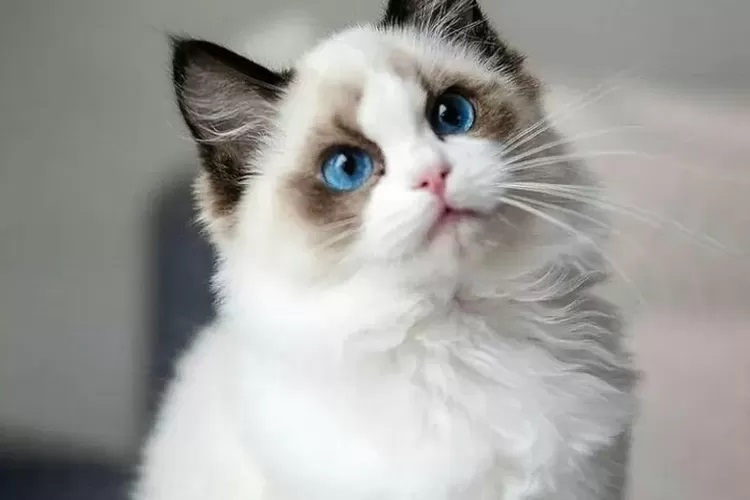 Rekomendasi makanan kucing yang paing banyak dicari