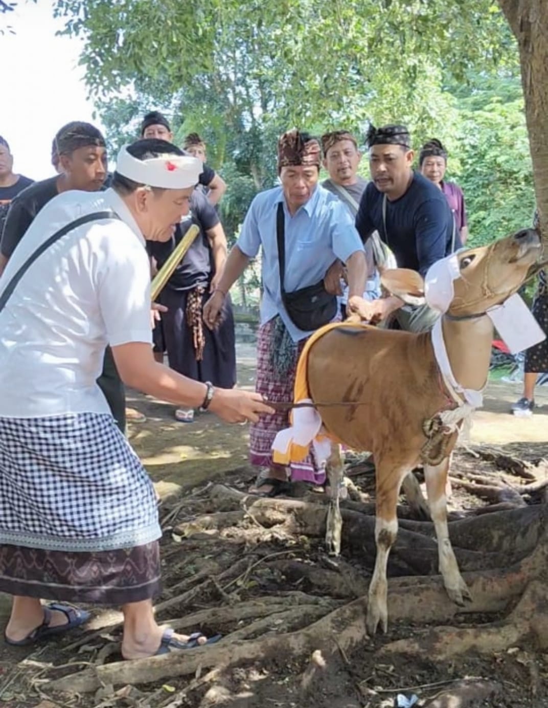 Prosesi memotong sapi sebagai sarana Ngaturin di Pura Pengaturan, Desa Tajun pada Minggu (6/4)