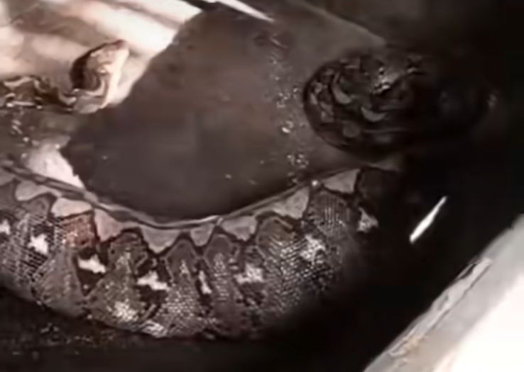 Seekor ular piton dengan perut besar ditemukan di dalam kendang babi milik warga