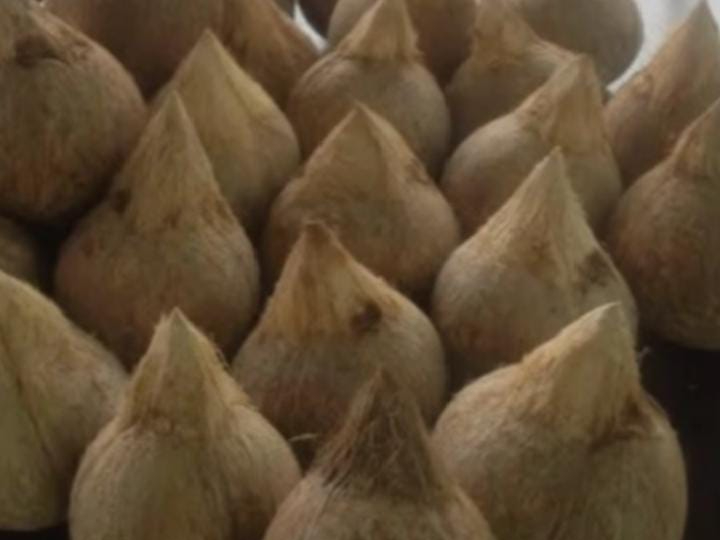 Sejumlah warganet mengeluhkan harga Nyuh Daksina yang meroket