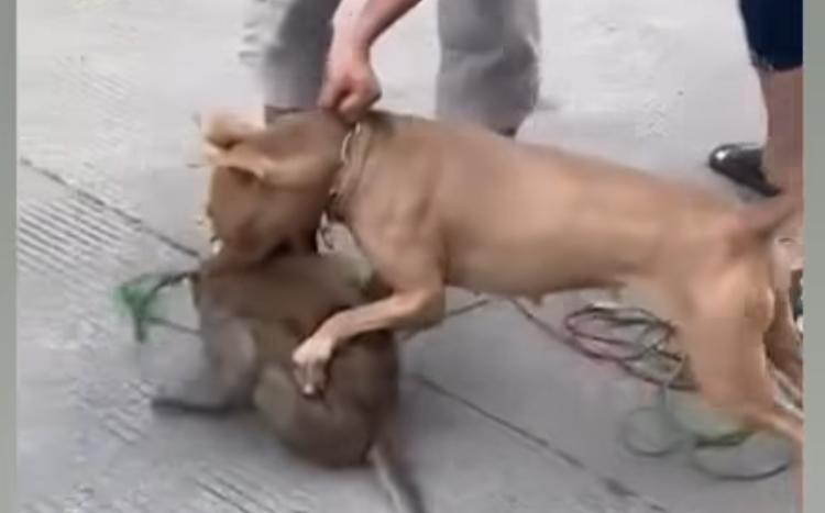 Viral Topeng Monyet Diterkam Pitbull bikin Warganet Geram
