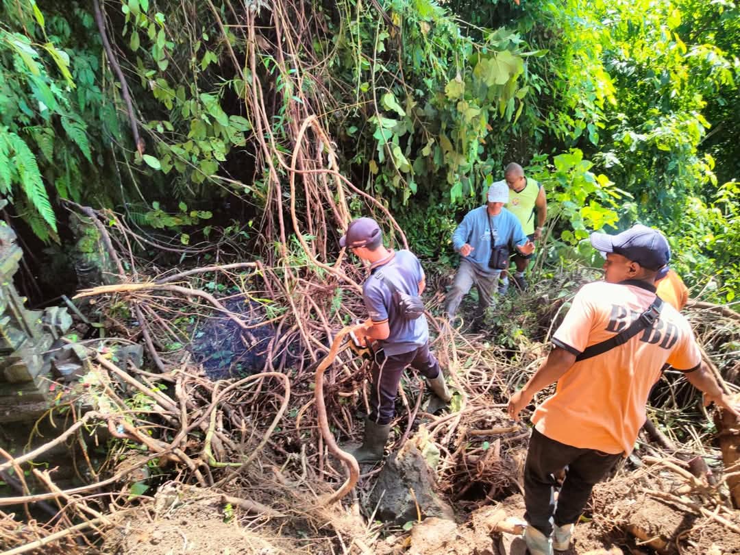 POHON TUMBANG: BPBD Tabanan tangani pohon tumbang dan tanah longsor di Desa Petiga.