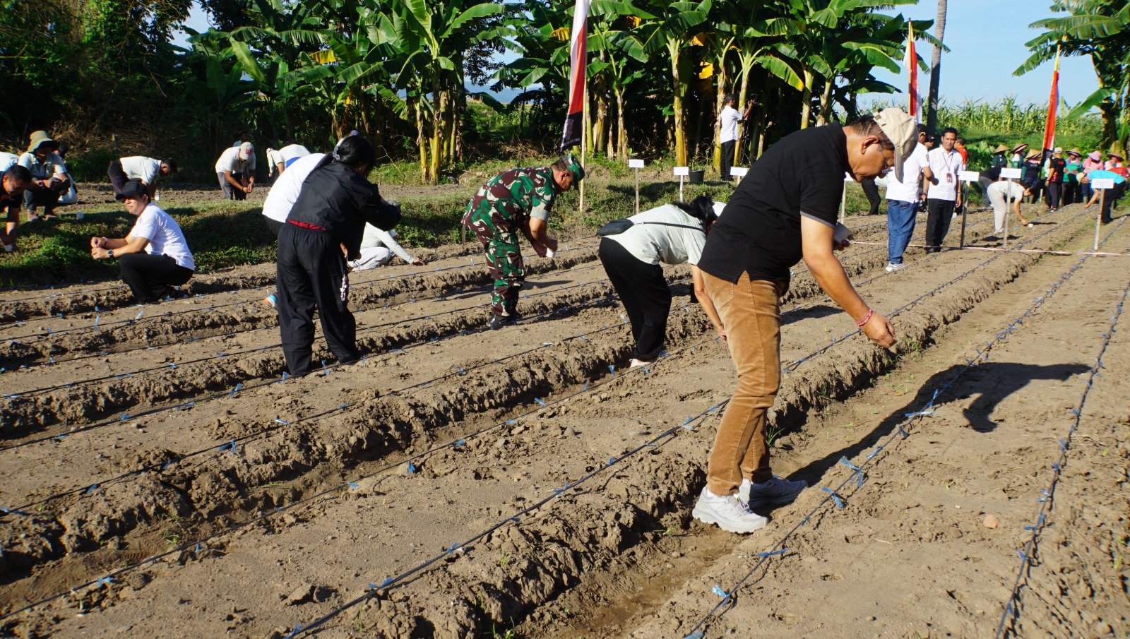 Penanaman benih jagung Goak Poleng di Hutan Kota Banyuasri, Singaraja.
