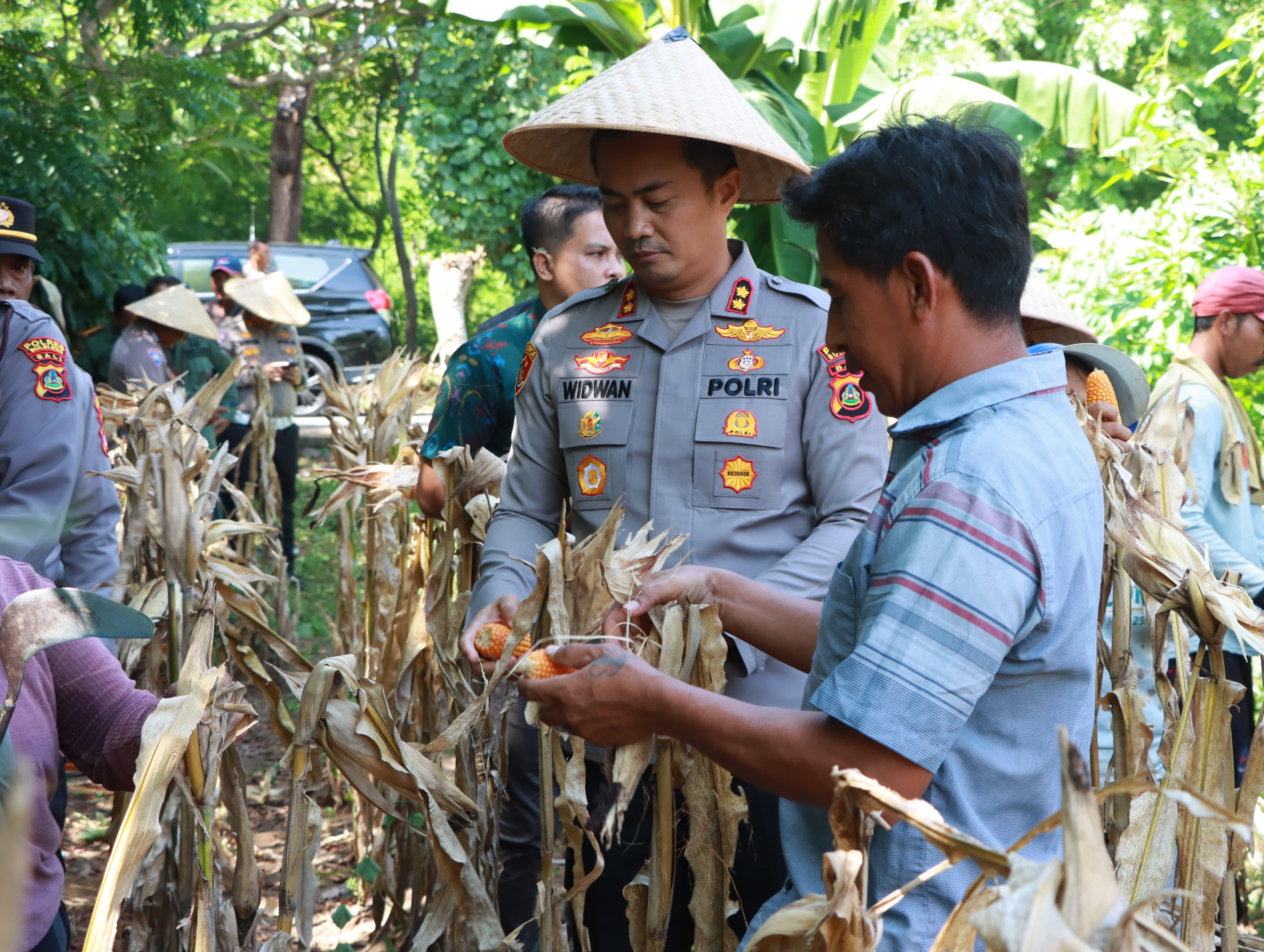 Panen jagung di ladang warga dan peninjauan hasil panen ke pengepul di Desa Pemuteran, Buleleng.