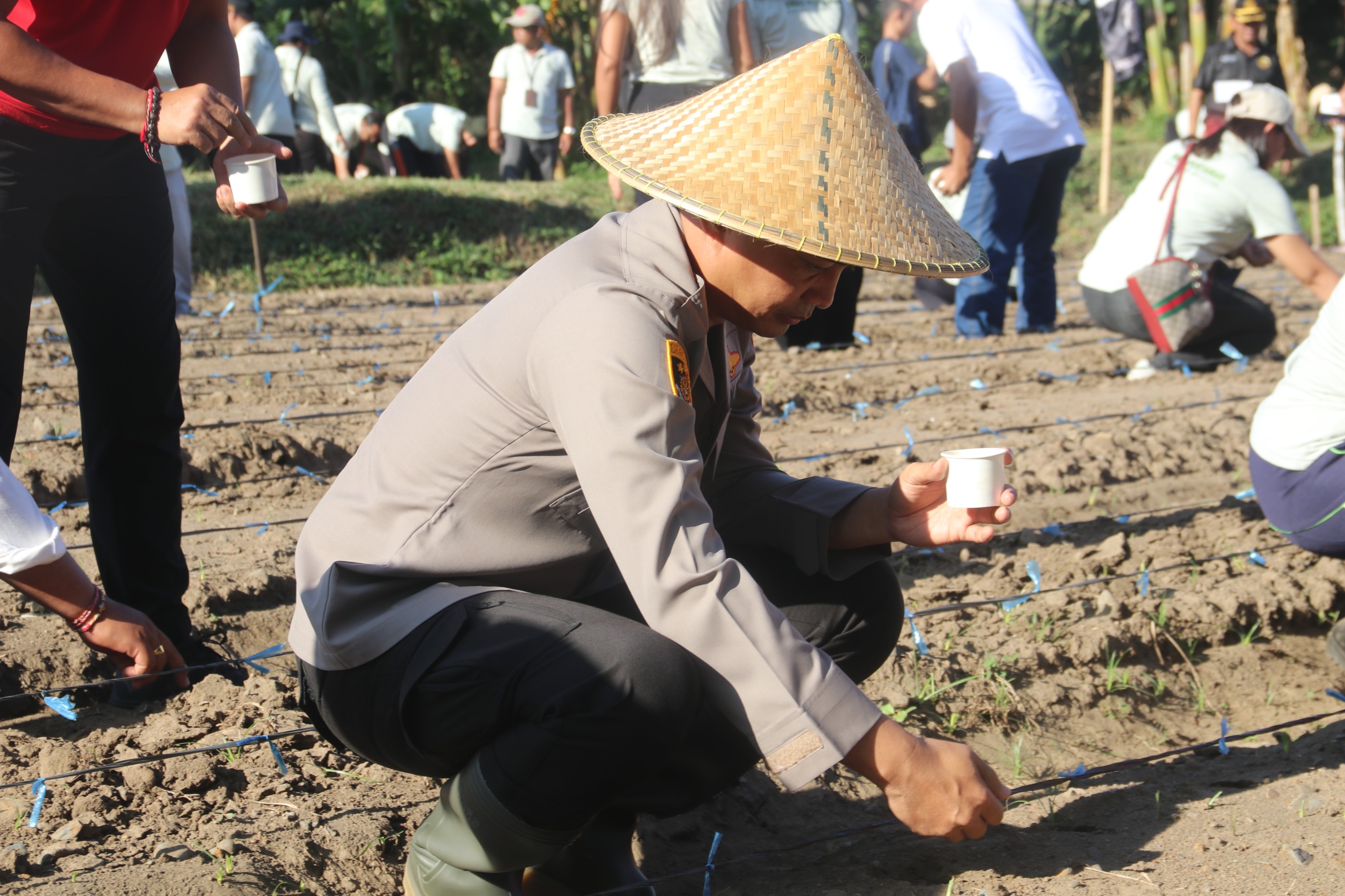 Kapolres Buleleng, AKBP Ida Bagus Widwan Sutadi sedang menanam benih jagung Goak Poleng.