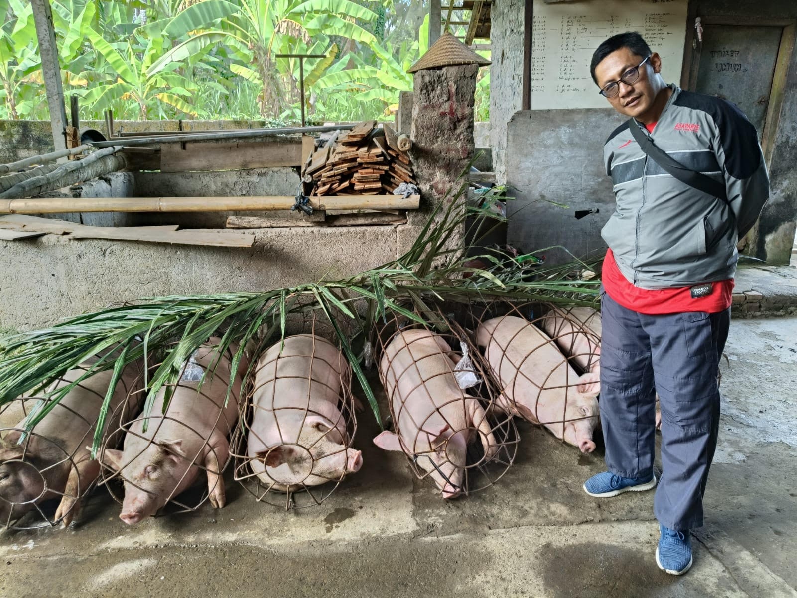 PEMERIKSAAN: Petugas Disperpa Badung sedang melakukan pemeriksaan babi yang akan dipotong warga, Minggu (20/4).