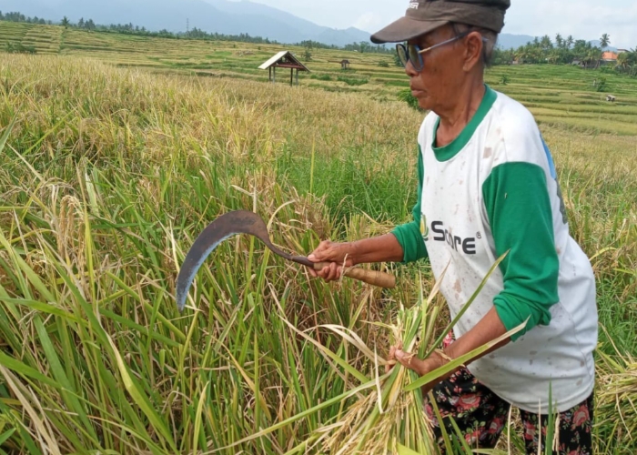 Seorang petani memilih memanen sendiri tananman padinya, Sabtu (19/4/25).