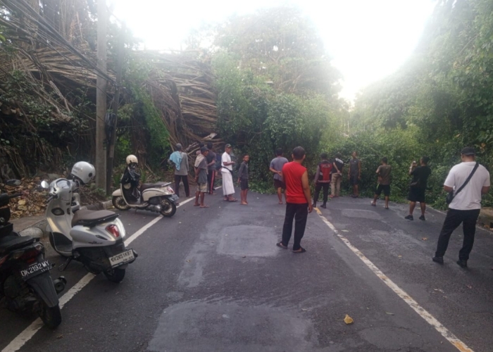 LUMPUH : Pohon beringin yang tumbang dan menutup akses jalan Gianyar-Klungkung, Selasa (29/4/2025).