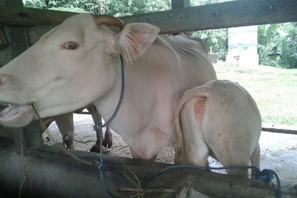 Lembu Putih, Taro