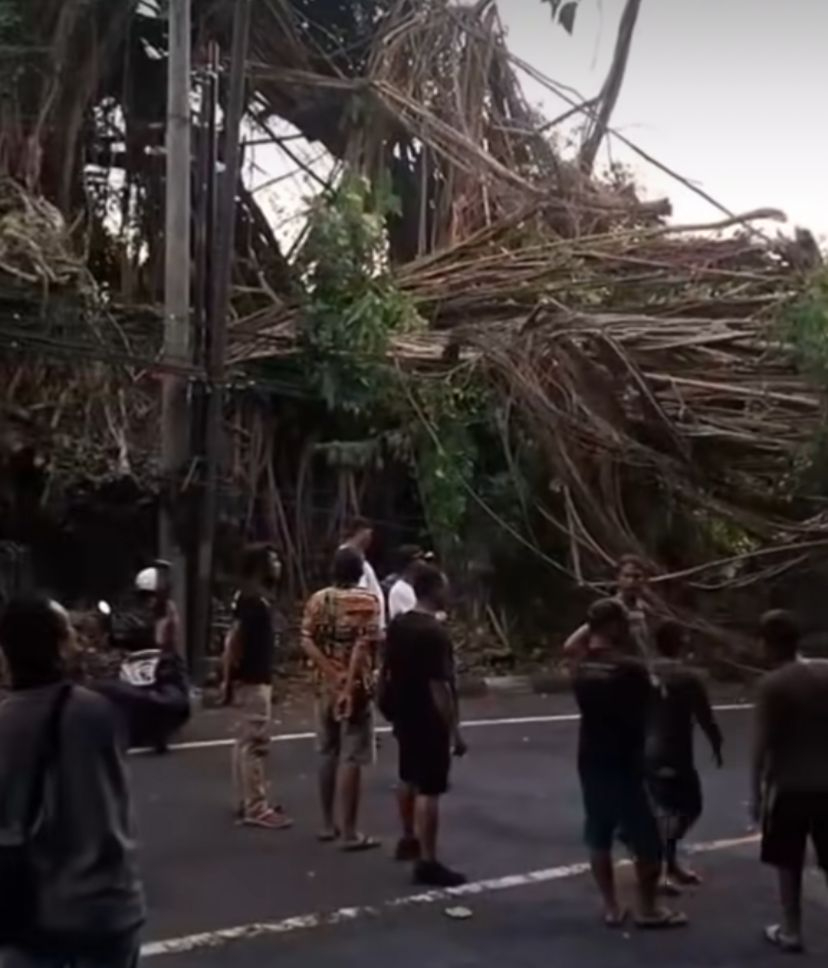 Pohon berukuran besar tumbang di dekat Goa Gong, Klungkung