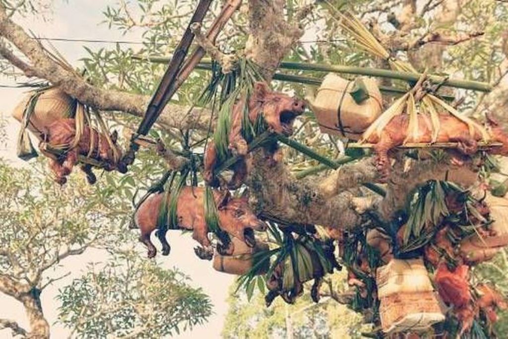 Babi guling yang akan dipersembahkan di Pura Pucak Gumang di Karangasem, Bali.