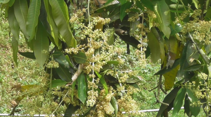 Pohon mangga Arum Manis yang tengah berbunga di Desa Depeha, Kecamatan Kubutambahan, Buleleng.