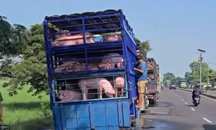 Truk pengangkut memandikan babi di saluran irigasi