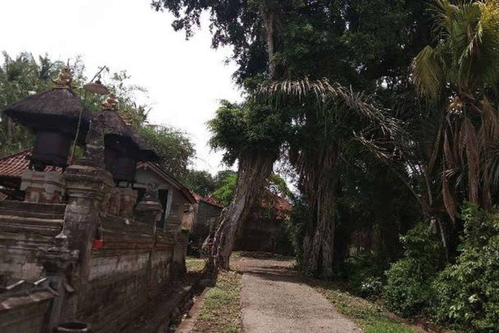 Pohon beringin berlubang di Desa Buwit, Kecamatan Kediri, Kabupaten Tabanan, Bali