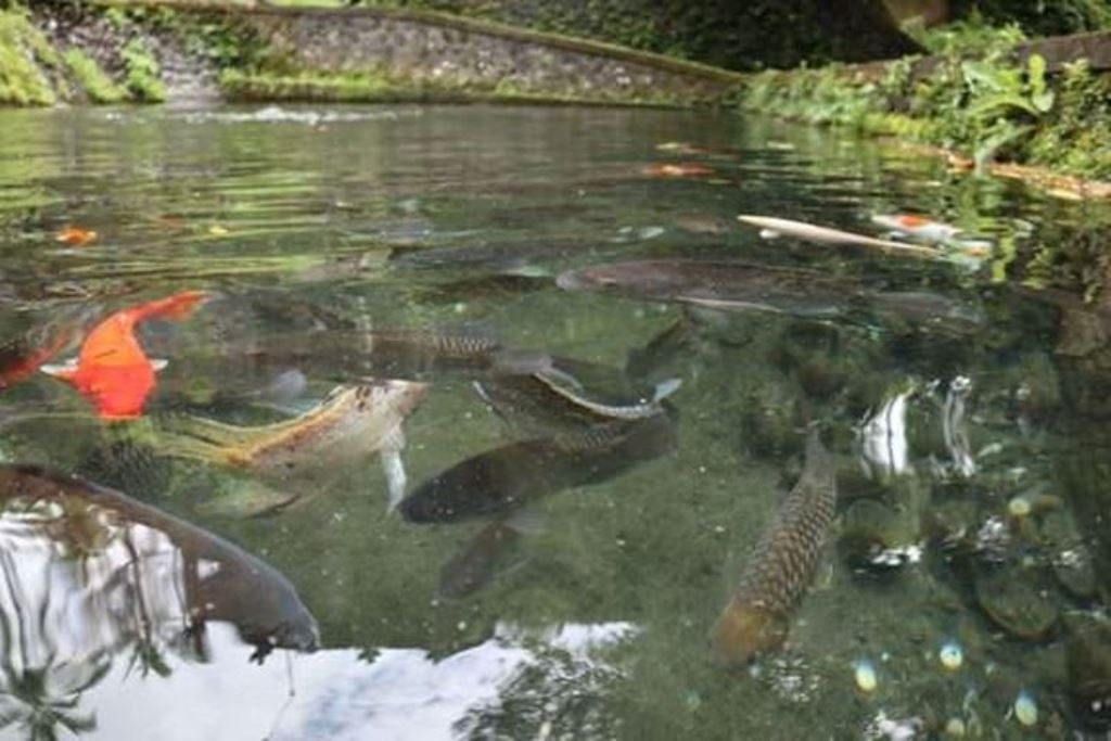 Kolam di Pura  Mengening, Desa Adat Saraseda, Tampaksiring, Kabupaten Gianyar, Bali