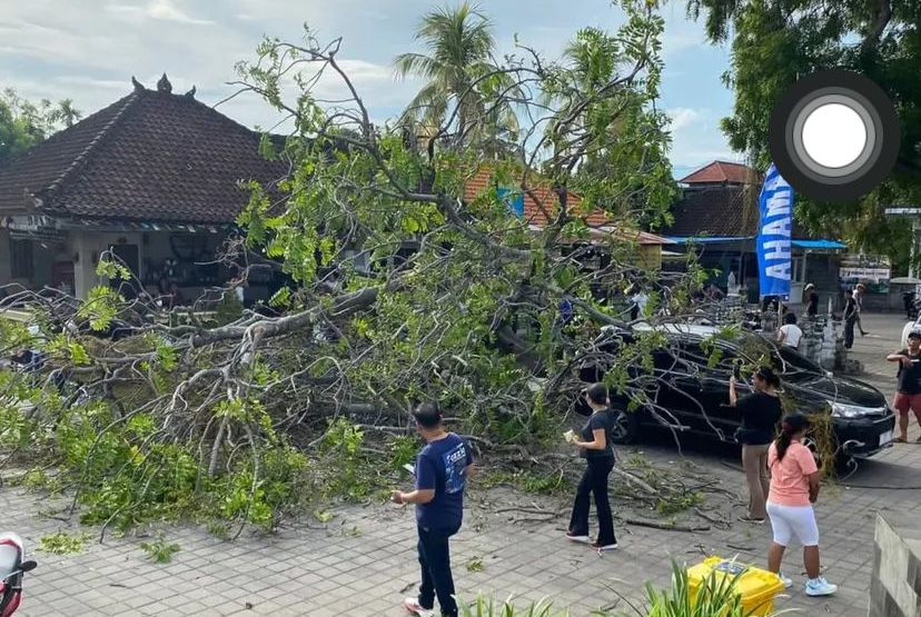 Pohon Tumbang di Pantai Binaria Lovina Timpa Kendaraan Pengunjung