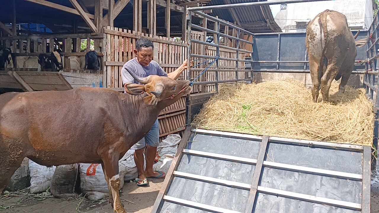Salah seorang penjual hewan kurban di Jembrana saat ditemui Selasa (27/5/2025).  &nbsp;  &nbsp;