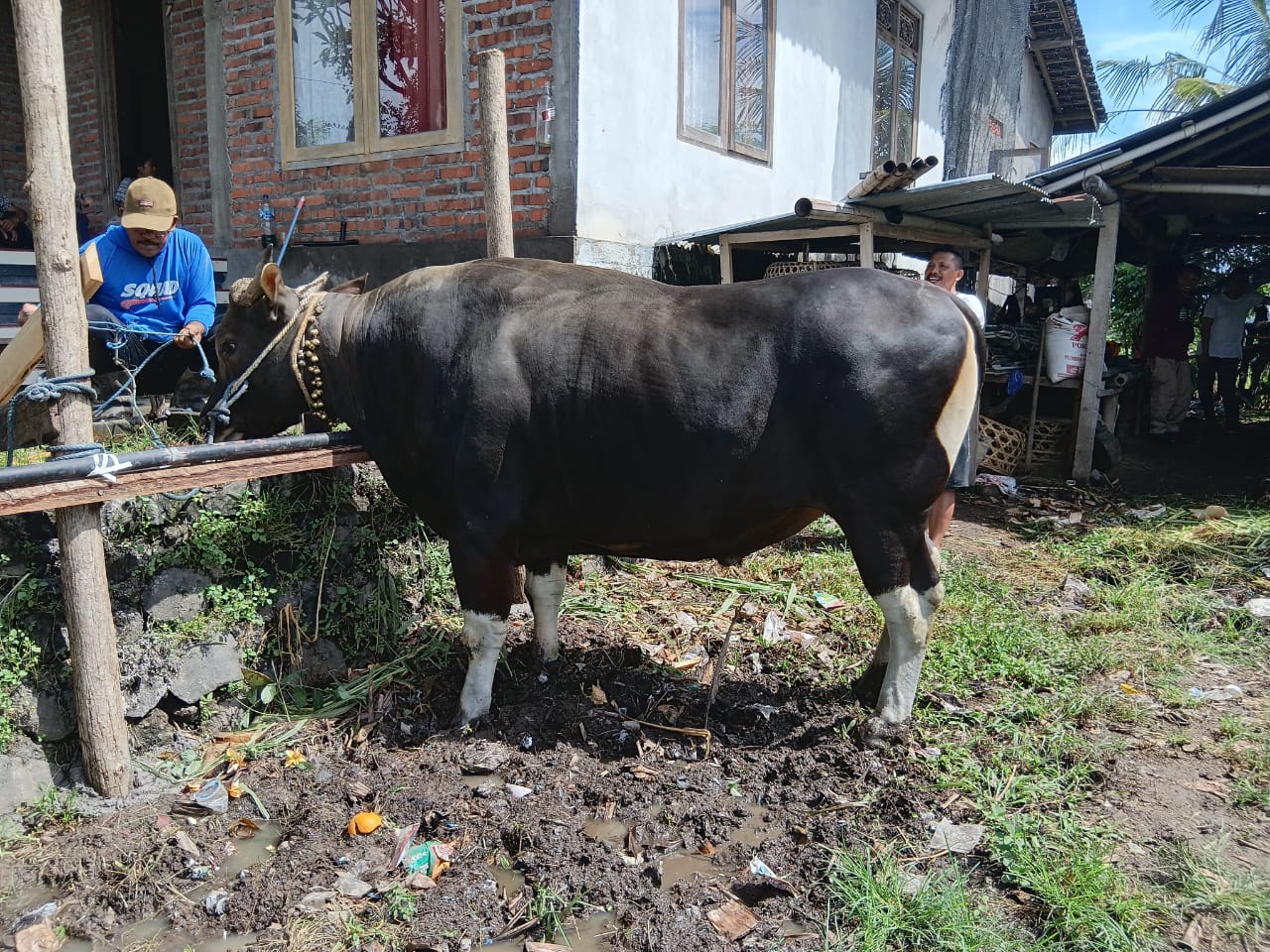 Sapi Bali Jumbo yang dibeli Presiden RI, Prabowo Subianto untuk Idul Adha di Bali tahun 2025.