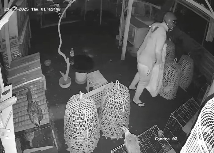 CCTV : Aksi pencurian ayam jantan atau ayam aduan kembali terjadi di wilayah Klungkung dan sempat terekam kamera pengawas (CCTV).