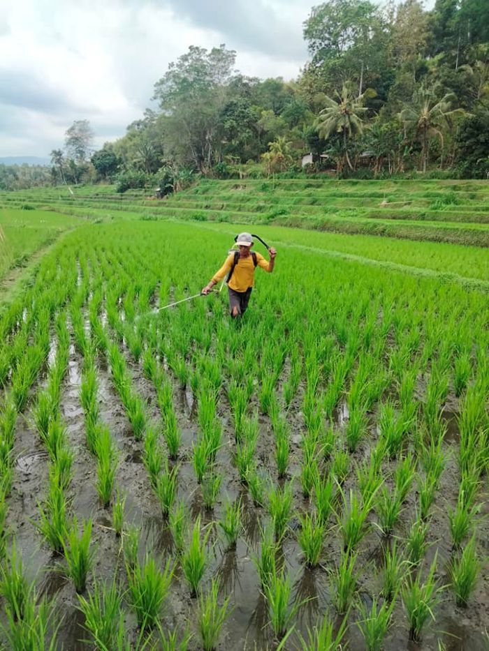 Lahan sawah milik petani di Desa Kedis, Kecamatan Busungbiu, Buleleng.