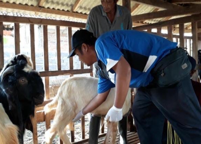 DIPERIKSA : Petugas dari Bidang Keswan Kesmavet Kesmavet, Dinas Pertanian dan Pangan Jembrana saat melaksanakan pemeriksaan hewan kurban jelang Hari Raya Idul Adha, Selasa (3/6).