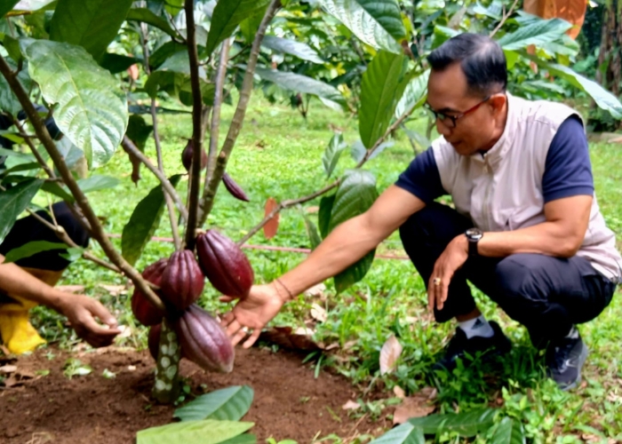BUDIDAYA: Kadisperpa Badung, I Wayan Wijana saat meninjau tanaman kakao di Banjar Lipah, Desa Pelaga, Kecamatan Petang.