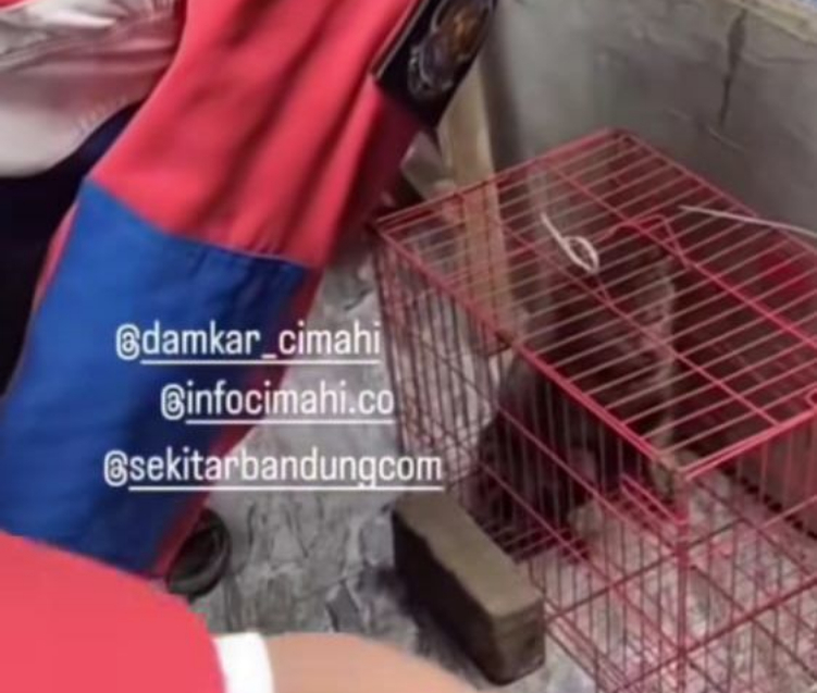 Kucing Liar Serang Warga di Cimahi