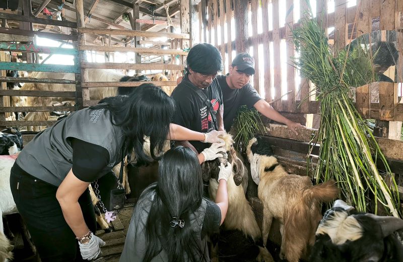 Petugas kesehatan hewan mengecek kesehatan kambing jelang Idul Adha di Kota Denpasar, Selasa (3/6/2025).