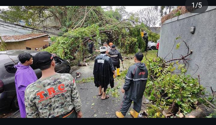 Pohon tumbang di Jalan Drupadi