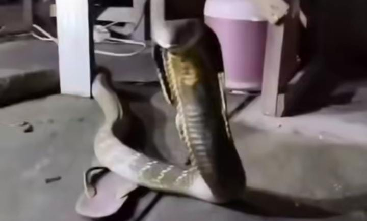 Ular Cobra Sepanjang 3,2 Meter Masuk Kamar Warga di Tabanan