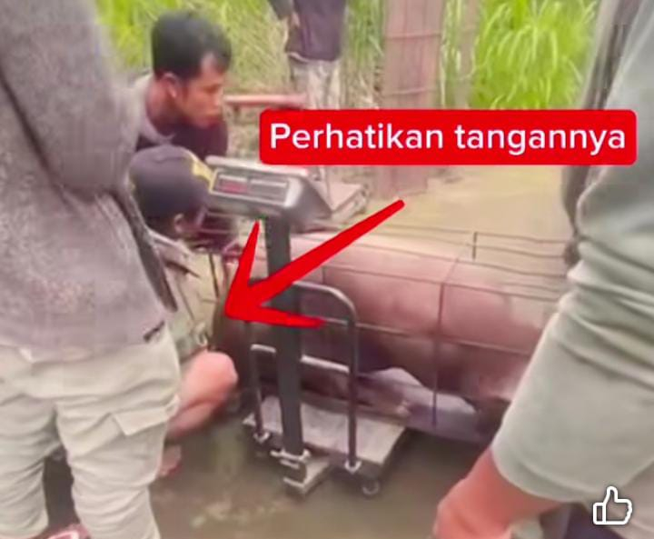 Beredar video peternak babi bongkar aksi kecurangan saudagar