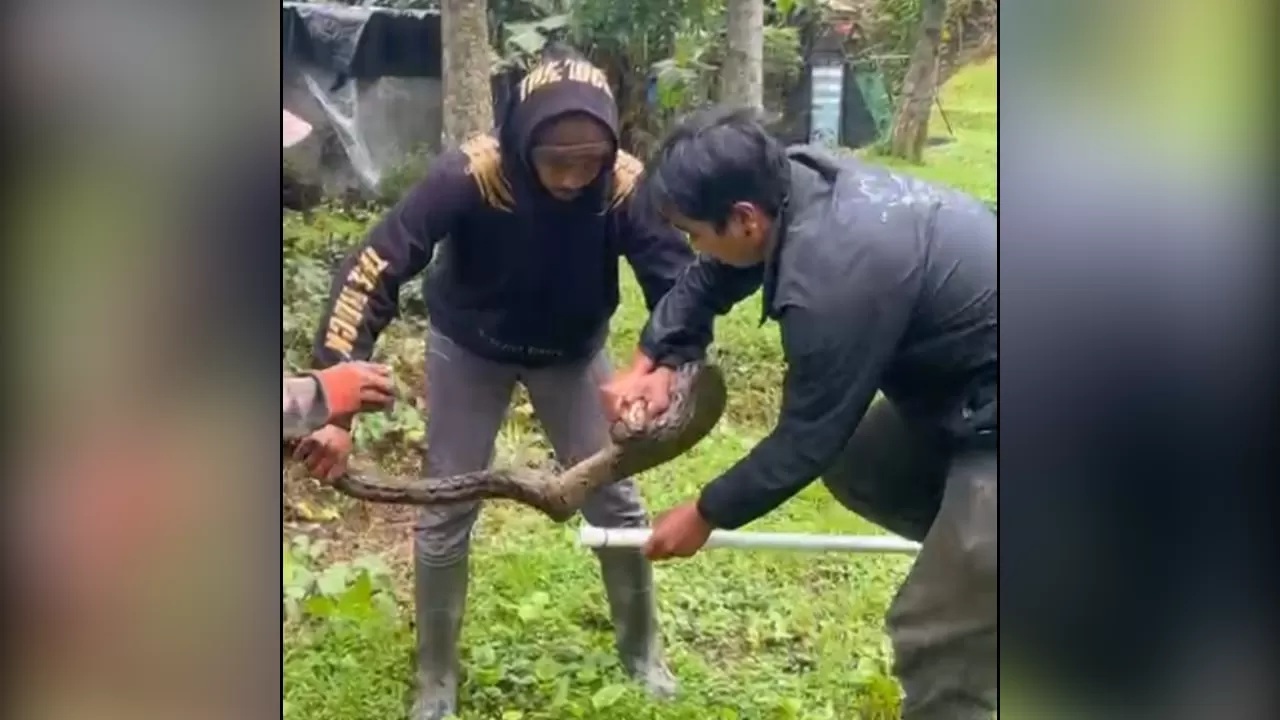 BIKIN HEBOH: Ular piton yang ditemukan warga di sekitar Danau Buyan. Keberadaan ular itu membuat warga resah. (Radar Buleleng)