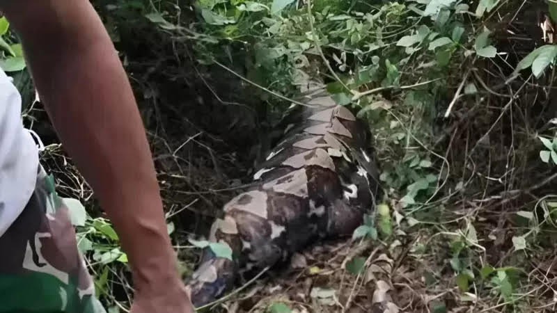 Tangkapan layar detik-detik penangkapan ular piton sepanjang 8 meter yang menelan lansia warga Kelurahan Majapahit, Kecamatan Batauaga, Kabupaten Buton Selatan.
