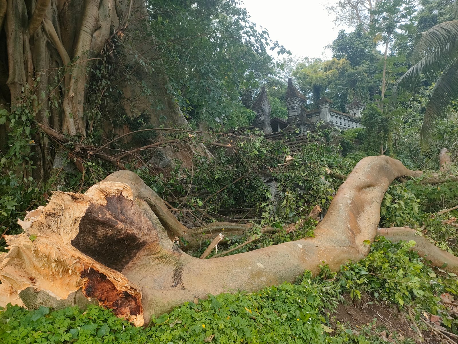 TUMBANG: Dahan pohon kayu putih di Banjar Kebon, Desa Kertamandala, Abang tumbang, Selasa (8/7).