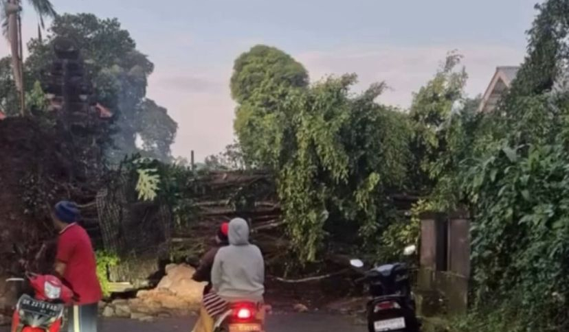 Pohon Beringin Tumbang di Bongkasa Badung
