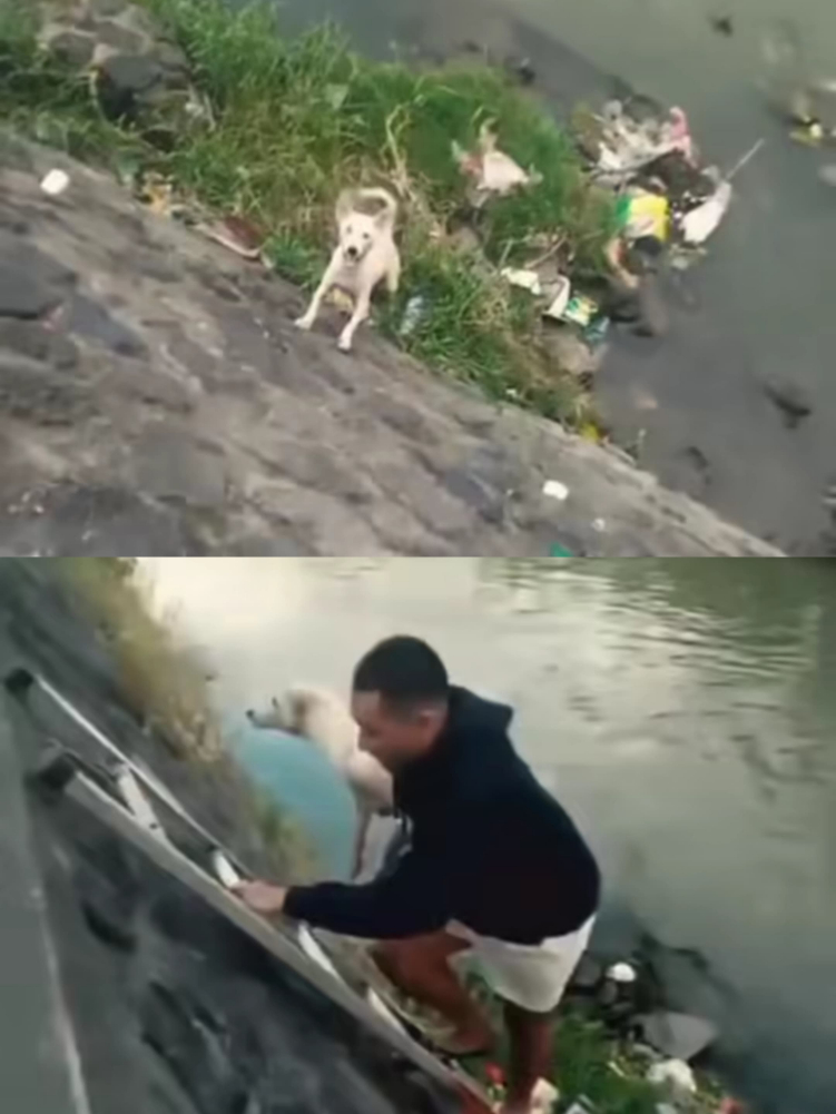 Viral! Pria Selamatkan Anjing Terjebak di Bantaran Sungai, Tuai Pujian Warganet