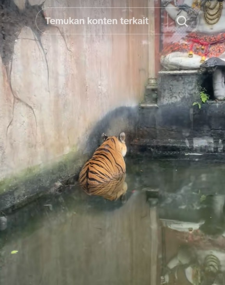 Video Harimau Menghadap Patung Dewa Siwa sambil Berendam viral di Tiktok