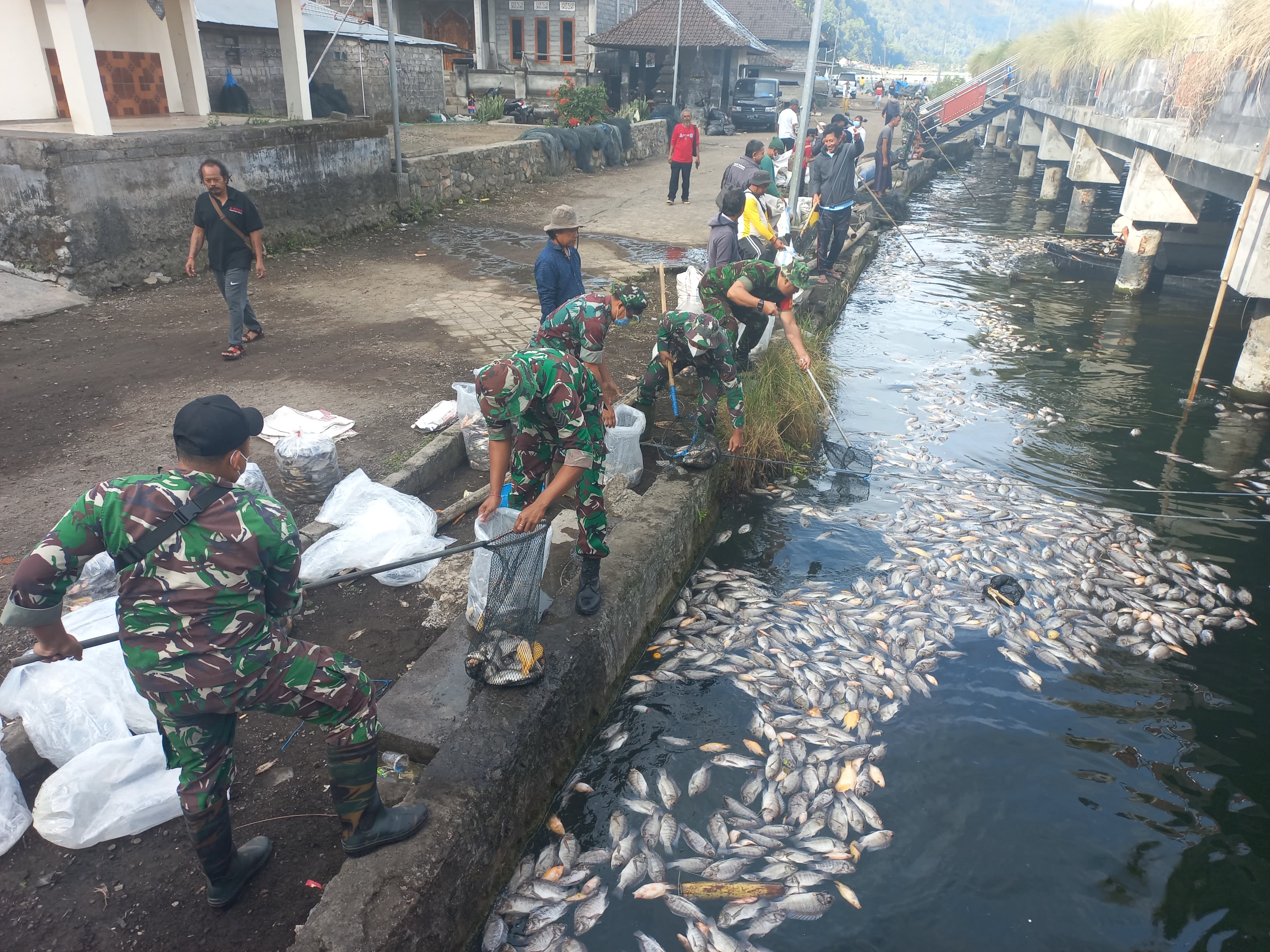 Semburan belerang di Danau Batur mengakibatkan kematian ikan secara massal.