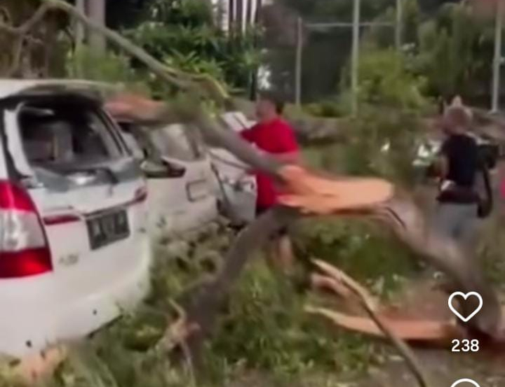 Tiga mobil rusak tertimpa pohon tumbang