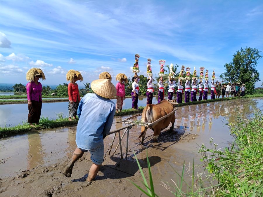 Matekap menjadi salah satu atraksi saat pembukaan Festiva Jatiluwih, Sabtu (19/7/2025).