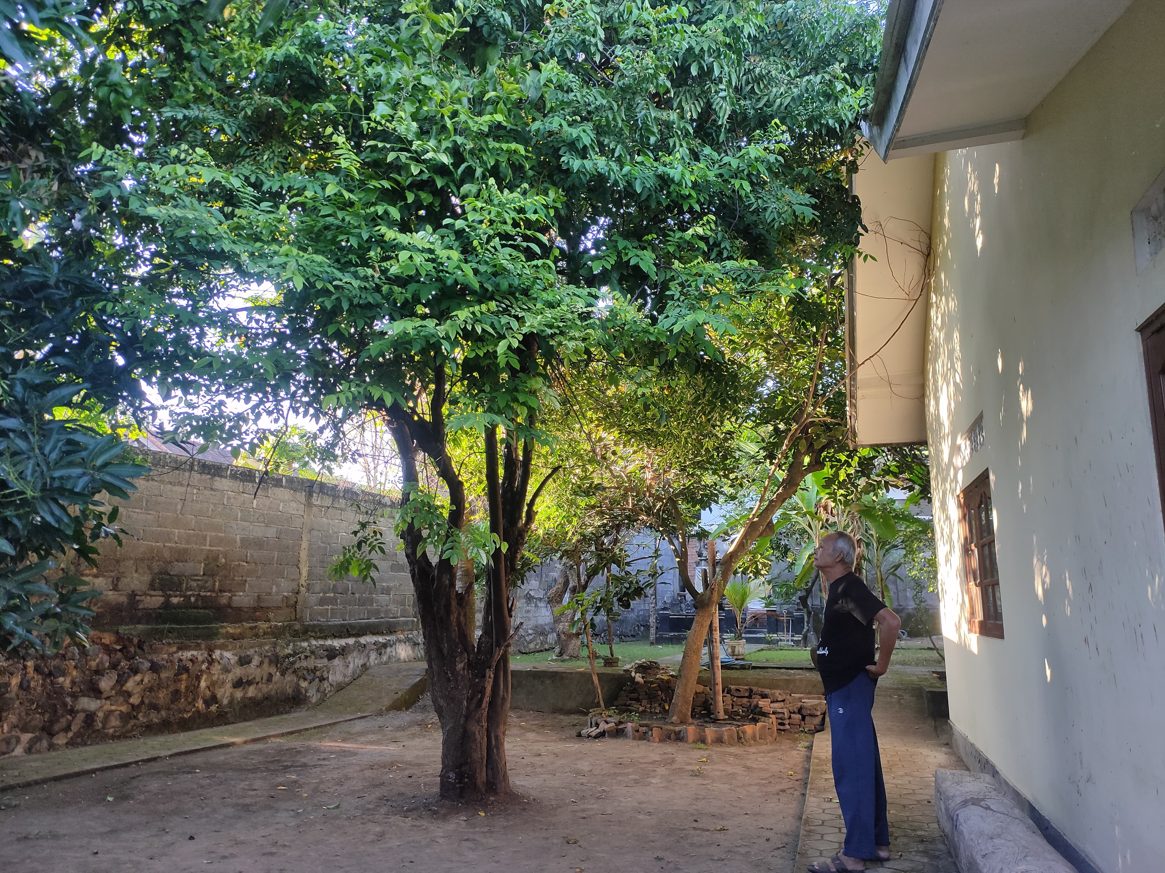 Pohon belimbing putih dan rumah tempat Raden Soekemi pernah kos di Singaraja.