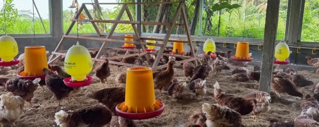 AYAM: Peternakan ayam Bahagia di Desa Perean Baturiti milik I Nyoman Merta.