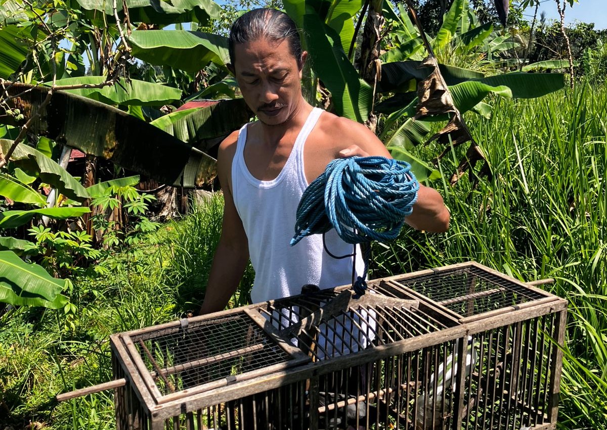 Kandang jebakan berisi burung Jalak Bali yang ditemukan relawan Yayasan FNPF di kawasan hutan lindung Subak Jatiluwih, Tabanan.
