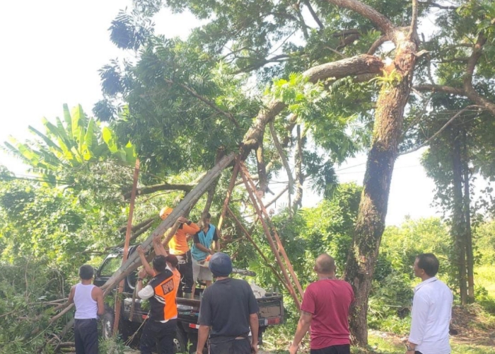 MUSIBAH : Kendaraan yang tertimpa dahan pohon perindah di Jalan Raya Pekutatan depan areal SMAN 1 Pekutatan, Kecamatan Pekutatan, Rabu (20/8)