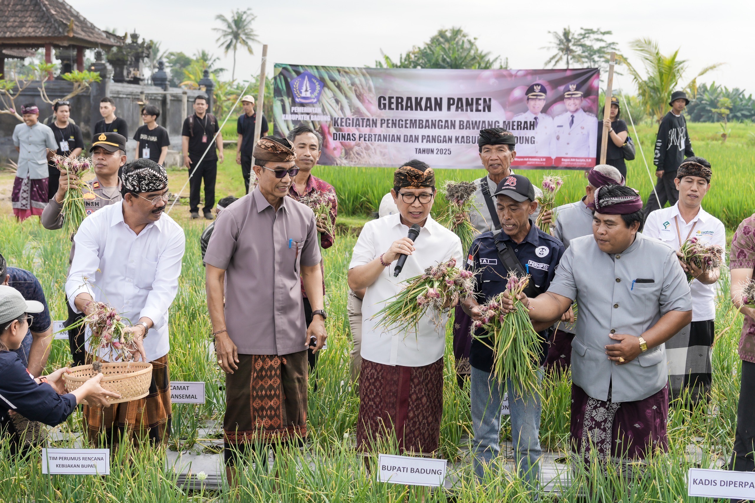 PANEN: Prosesi panen perdana nawang merah di Subak Padedekan, Desa Angantaka, Kecamatan Abiansemal.