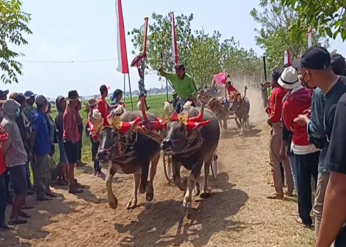 Lomba Makepung Bupati Cup 2025 digelar di Sirkuit Samblong, Kelurahan Sangkaragung, Kabupaten Jembrana, Minggu (24/8).